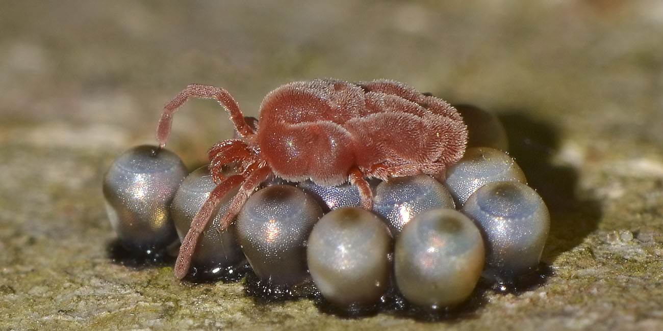 Trombidiidae razziatori di uova di opilioni e di afidi